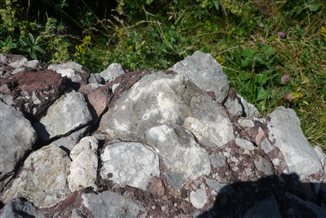 Fossile dans une incrustation de calcaire dévonien dans le conglomérat, trouvé par Pierre