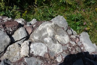 Fossile dans une incrustation de calcaire d&eacute;vonien dans le conglom&eacute;rat, trouv&eacute; par Pierre